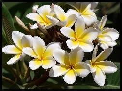 Plumeria, Biało, Kwiaty, Żółta
